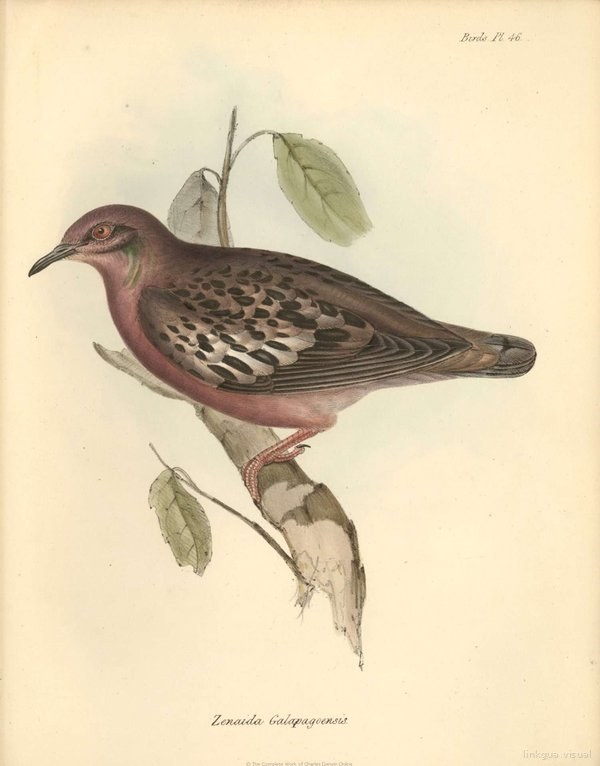 Paloma de las Galápagos en rama