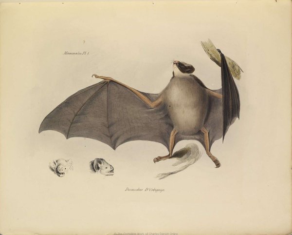 Murciélago con detalles de cabeza y alas — Elizabeth y John Gould