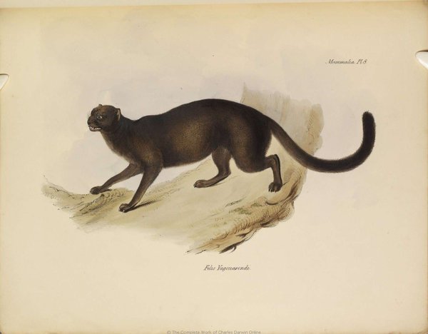 Ilustración de mamífero salvaje en grabado — Elizabeth y John Gould