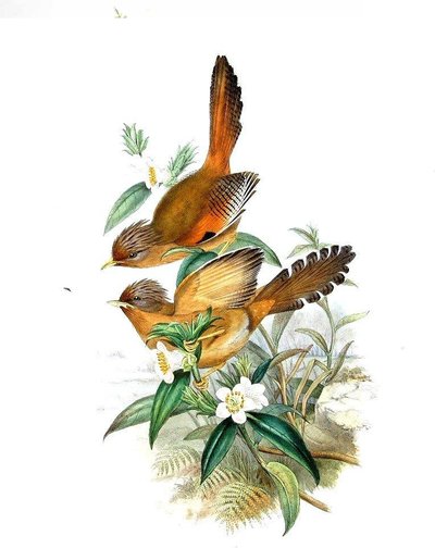 Actinodura egertoni — Elizabeth y John Gould