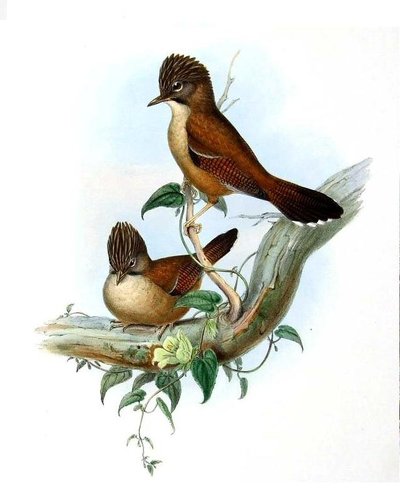 Actinodura nipalensis — Elizabeth y John Gould