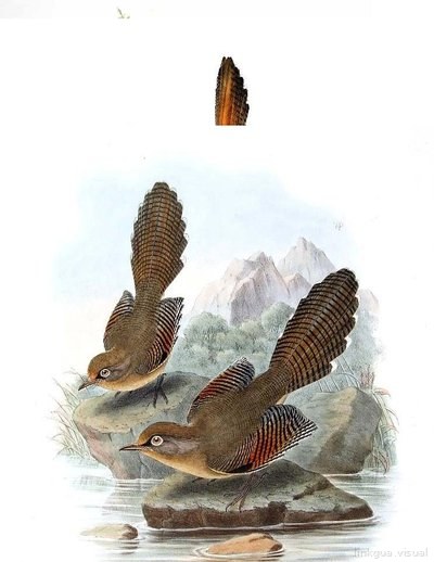 Actinodura ramsayi