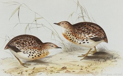 Birds of Australia — Gould, lámina 812