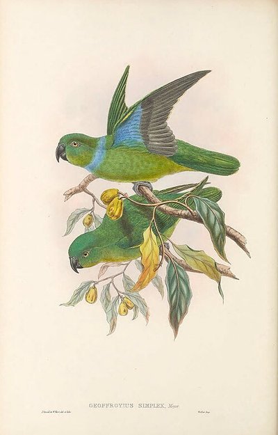 Geoffroyus simplex — Elizabeth y John Gould