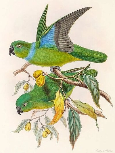 Geoffroyus simplex 2