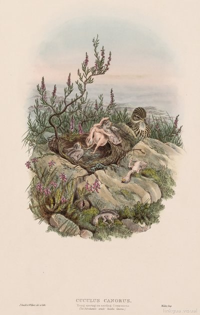 Las aves de gran Bretaña, Cuculus canorus