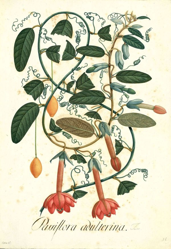 Flora de la real expedicion botanica del nuevo reino de gran — José Celestino Mutis