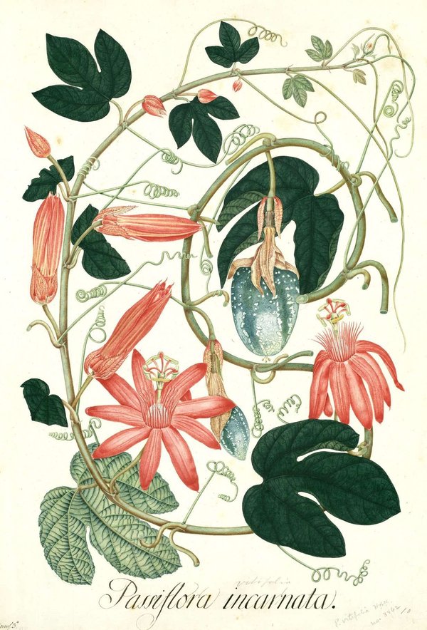 Flora de la Real Expedición Botánica del Nuevo Reino de Granada — José Celestino Mutis