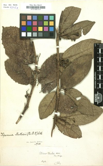 Flora de la real expedicion botanica del nuevo reino de gran — José Celestino Mutis