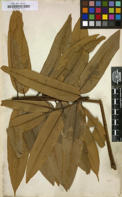 Flora de la real expedicion botanica del nuevo reino de gran — José Celestino Mutis