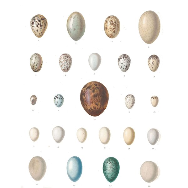 Lámina de huevos de aves de Cuba — Ramón de la Sagra