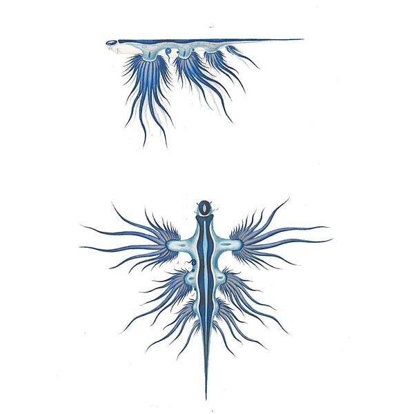 Cubana I — Ictiologia Cubana I
