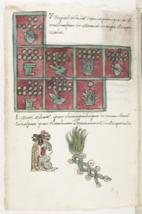 Ilustración de códice prehispánico con pictogramas y glifos — Anónimo tlacuilo mexica (Códice Aubin)