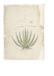 Lámina — Códice Tudela — Anónimo tlacuilo mexica (Códice Tudela)