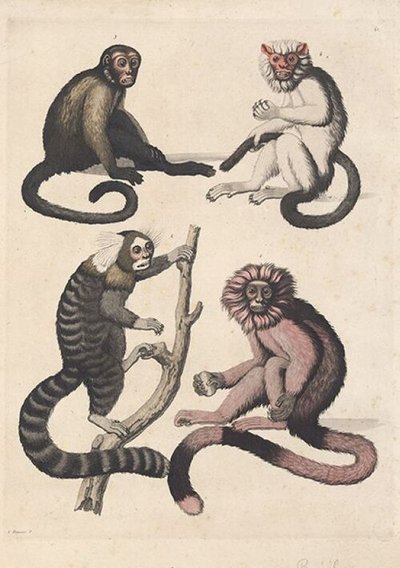 Macacos do Brasil — Giulio Ferrario