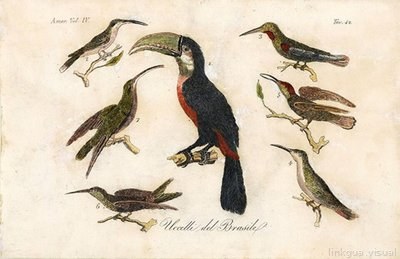 Uccelli del Brasile — Giulio Ferrario