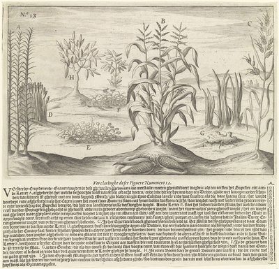 Grandes viajes, lámina, nº 1592 — Theodor de Bry