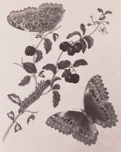 Ilustración detallada de orugas, mariposas y frutos en una rama — Anónimo