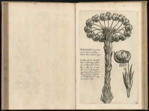 Ilustración botánica detallada de planta y flor de lirio — Anónimo