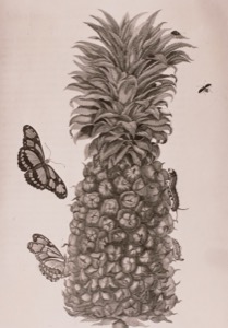 Ilustración de una piña con mariposas y un insecto — Anónimo