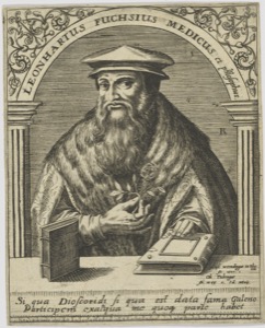 Retrato de Leonhart Fuchs, médico humanista — Anónimo (grabado renacentista)
