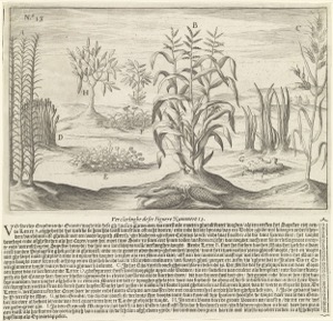 Ilustración de Maíz y Otras Plantas — Anónimo