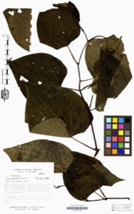 Piper marginatum jacq — Anónimo (grabado europeo)