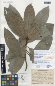Planta secada con etiquetas de identificación y escala — Anónimo (grabado europeo)