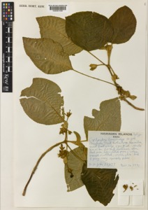 Cyrtandra leucocalyx st.john — Anónimo (grabado europeo)