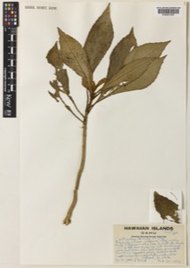 Cyrtandra ternata st.john — Anónimo (grabado europeo)
