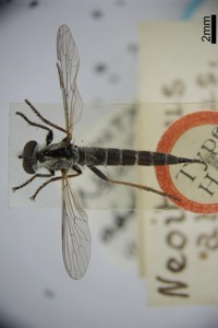 Neoitamus abditus white, nº 1916 — Anónimo (grabado europeo)