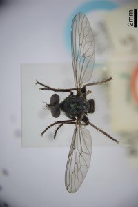 Neoitamus lividus white, nº 1918 — Anónimo (grabado europeo)