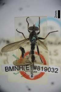 Neoitamus divaricatus white, nº 1918 — Anónimo (grabado europeo)