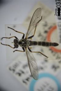 Rhabdotoitamus volaticus white, nº 1918 — Anónimo (grabado europeo)