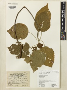 Acalypha karposi st. John — Anónimo (grabado europeo)