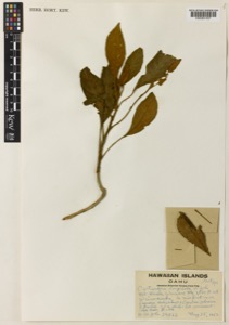 Cyrtandra longiloba st.john — Anónimo (grabado europeo)