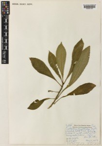 Cyrtandra megistocalyx h.st.john