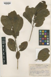 Euodia angustior h.st.john