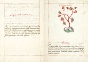 Página de un códice botánico con texto manuscrito en latín — Martín de la Cruz