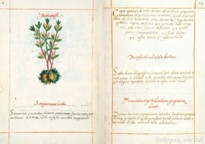 Páginas abiertas de un manuscrito antiguo — Martín de la Cruz