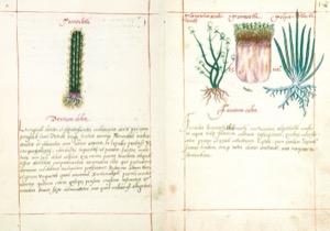 Páginas de un códice o herbario antiguo que presentan detalladas — Martín de la Cruz