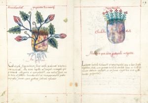 Página de un códice botánico con dos ilustraciones de plantas — Martín de la Cruz