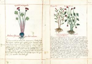 Páginas de un códice botánico que presentan ilustraciones detalladas — Martín de la Cruz