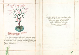Página de un manuscrito antiguo que presenta una detallada ilustración — Martín de la Cruz