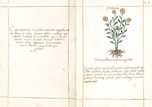 Una doble página de un manuscrito antiguo presenta una ilustración — Martín de la Cruz