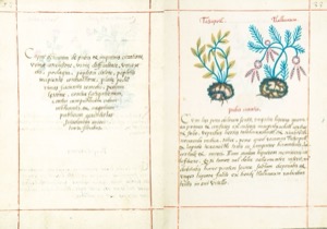 Páginas de un códice o manuscrito antiguo que documenta flora — Martín de la Cruz