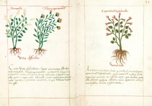 Páginas de un códice botánico que presentan ilustraciones detalladas — Martín de la Cruz
