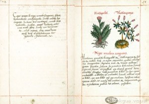 Páginas abiertas de un códice botánico con texto manuscrito