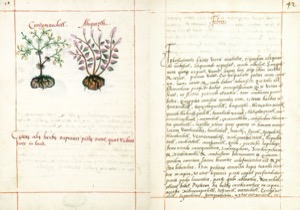Página de un códice botánico con dos ilustraciones de plantas — Martín de la Cruz