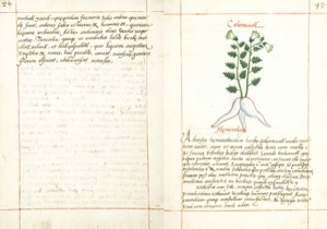 Códice Badiano, lámina 43